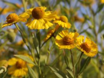 Herbst-Sonnenbraut 'Helena Yellow', Helenium autumnale 'Helena Yellow', Topfware von Helenium autumnale 'Helena Yellow'