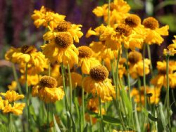Sonnenbraut 'The Bishop', Helenium bigelovii 'The Bishop', Topfware von Helenium bigelovii 'The Bishop'