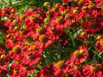Sonnenbraut 'Baudirektor Linne', Helenium x cultorum 'Baudirektor Linne', Topfware von Helenium x cultorum 'Baudirektor Linne'