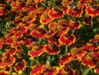 Sonnenbraut 'Biedermeier', Helenium x cultorum 'Biedermeier', Topfware von Helenium x cultorum 'Biedermeier'