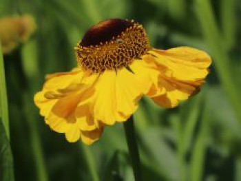 Sonnenbraut 'El Dorado', Helenium x cultorum 'El Dorado', Topfware von Helenium x cultorum 'El Dorado'