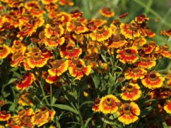 Sonnenbraut 'Flammenrad', Helenium x cultorum 'Flammenrad', Topfware von Helenium x cultorum 'Flammenrad'