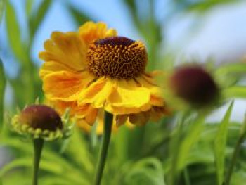 Sonnenbraut 'Goldrausch', Helenium x cultorum 'Goldrausch', Topfware von Helenium x cultorum 'Goldrausch'