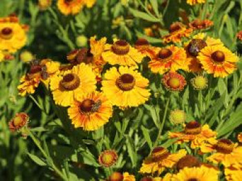 Sonnenbraut 'Hartmut Rieger', Helenium x cultorum 'Hartmut Rieger', Topfware von Helenium x cultorum 'Hartmut Rieger'