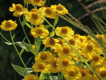 Sonnenbraut 'Helena', Helenium x cultorum 'Helena', Topfware von Helenium x cultorum 'Helena'