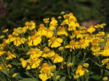 Sonnenbraut 'Herbstgold', Helenium x cultorum 'Herbstgold', Topfware von Helenium x cultorum 'Herbstgold'