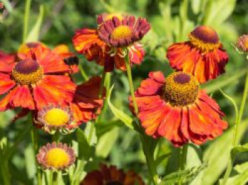 Sonnenbraut 'Indianersommer', Helenium x cultorum 'Indianersommer', Topfware von Helenium x cultorum 'Indianersommer'
