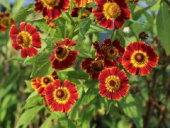 Sonnenbraut 'Königstiger', Helenium x cultorum 'Königstiger', Topfware von Helenium x cultorum 'Königstiger'