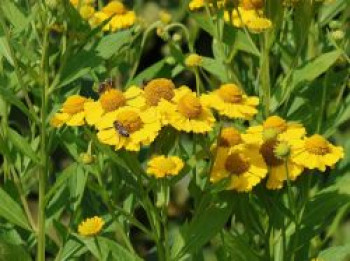 Sonnenbraut 'Kugelsonne', Helenium x cultorum 'Kugelsonne', Topfware von Helenium x cultorum 'Kugelsonne'