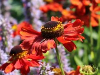 Sonnenbraut 'Kupferzwerg', Helenium x cultorum 'Kupferzwerg', Topfware von Helenium x cultorum 'Kupferzwerg'