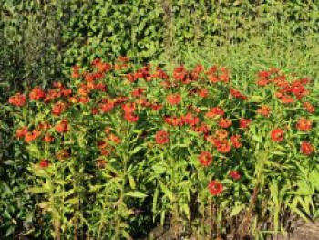 Sonnenbraut 'Mahagoni', Helenium x cultorum 'Mahagoni', Topfware von Helenium x cultorum 'Mahagoni'