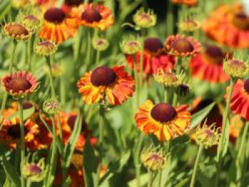 Sonnenbraut 'Mardi Gras', Helenium x cultorum 'Mardi Gras', Topfware von Helenium x cultorum 'Mardi Gras'