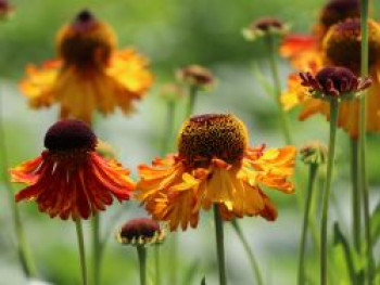 Sonnenbraut 'Moerheim Beauty', Helenium x cultorum 'Moerheim Beauty', Topfware von Helenium x cultorum 'Moerheim Beauty'