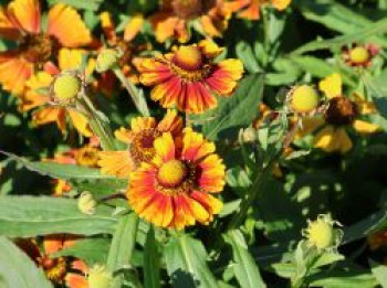 Sonnenbraut 'Peach Sundae', Helenium x cultorum 'Peach Sundae', Topfware von Helenium x cultorum 'Peach Sundae'
