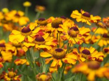 Sonnenbraut 'Rauchtopas', Helenium x cultorum 'Rauchtopas', Topfware von Helenium x cultorum 'Rauchtopas'