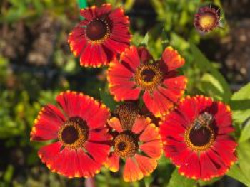 Sonnenbraut 'Red Jewel', Helenium x cultorum 'Red Jewel', Topfware von Helenium x cultorum 'Red Jewel'