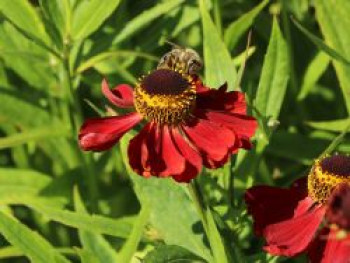 Sonnenbraut 'Rubinzwerg', Helenium x cultorum 'Rubinzwerg', Topfware von Helenium x cultorum 'Rubinzwerg'