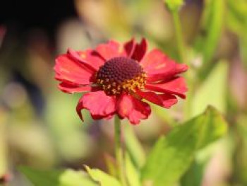 Sonnenbraut 'Ruby Charm', Helenium x cultorum 'Ruby Charm', Topfware von Helenium x cultorum 'Ruby Charm'