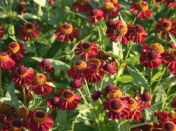 Sonnenbraut 'Ruby Tuesday', Helenium x cultorum 'Ruby Tuesday', Topfware XL von Helenium x cultorum 'Ruby Tuesday'