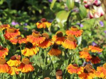 Sonnenbraut 'Sahin's Early Flowerer' ®, Helenium x cultorum 'Sahin's Early Flowerer' ®, Topfware von Helenium x cultorum 'Sahin's Early Flowerer' ®