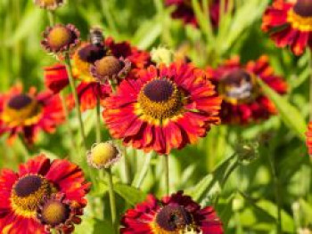 Sonnenbraut 'Salsa' ®, Helenium x cultorum 'Salsa' ®, Topfware von Helenium x cultorum 'Salsa' ®