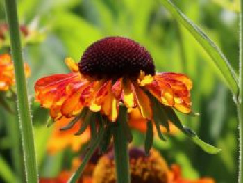 Sonnenbraut 'Short'n Sassy', Helenium x cultorum 'Short'n Sassy', Topfware von Helenium x cultorum 'Short'n Sassy'