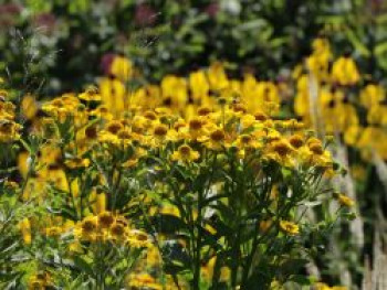 Sonnenbraut 'Sonnenwunder', Helenium x cultorum 'Sonnenwunder', Topfware von Helenium x cultorum 'Sonnenwunder'