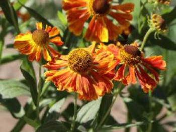 Sonnenbraut 'Waltraud', Helenium x cultorum 'Waltraud', Topfware von Helenium x cultorum 'Waltraud'