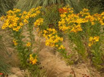 Sonnenbraut 'Wesergold', Helenium x cultorum 'Wesergold', Topfware von Helenium x cultorum 'Wesergold'