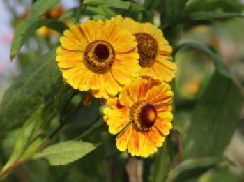 Sonnenbraut 'Zimbelstern', Helenium x cultorum 'Zimbelstern', Topfware von Helenium x cultorum 'Zimbelstern'