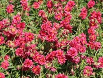Sonnenröschen 'Cerise Queen', Helianthemum x cultorum 'Cerise Queen', Containerware von Helianthemum x cultorum 'Cerise Queen'