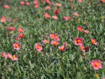 Sonnenröschen 'Dompfaff', Helianthemum x cultorum 'Dompfaff', Topfware von Helianthemum x cultorum 'Dompfaff'