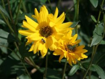 Stauden Sonnenblume, Helianthus atrorubens, Topfware von Helianthus atrorubens