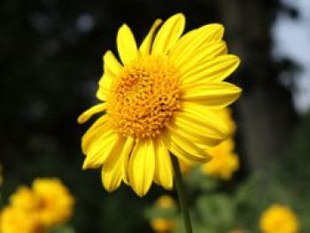 Stauden-Sonnenblume 'Meteor', Helianthus decapetalus 'Meteor', Topfware von Helianthus decapetalus 'Meteor'