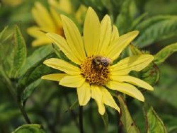 Kleinköpfige Sonnenblume 'Lemon Queen', Helianthus microcephalus 'Lemon Queen', Topfware von Helianthus microcephalus 'Lemon Queen'