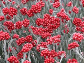 Strohblume 'Red Jewel', Helichrysum amorginum 'Red Jewel', Topfware von Helichrysum amorginum 'Red Jewel'