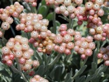 Strohblume 'Ruby Cluster', Helichrysum amorginum 'Ruby Cluster', Topfware von Helichrysum amorginum 'Ruby Cluster'