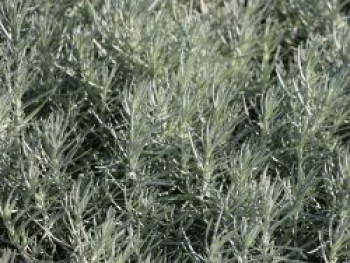 Currykraut 'Tall', Helichrysum italicum 'Tall', Topfware von Helichrysum italicum 'Tall'