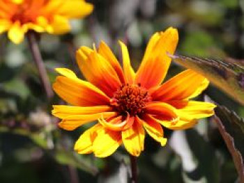 Sonnenauge 'Burning Hearts', Heliopsis helianthoides 'Burning Hearts', Topfware von Heliopsis helianthoides 'Burning Hearts'