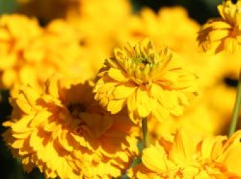 Sonnenauge 'Goldgrünherz', Heliopsis scabra 'Goldgrünherz', Topfware von Heliopsis scabra 'Goldgrünherz'