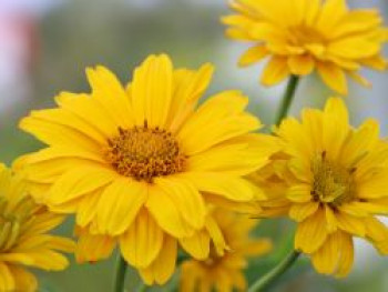 Sonnenauge 'Sommersonne', Heliopsis scabra 'Sommersonne', Topfware von Heliopsis scabra 'Sommersonne'