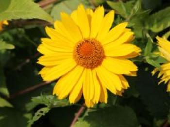 Sonnenauge 'Spitzentänzerin', Heliopsis scabra 'Spitzentänzerin', Topfware von Heliopsis scabra 'Spitzentänzerin'
