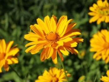 Sonnenauge 'Venus', Heliopsis scabra 'Venus', Topfware von Heliopsis scabra 'Venus'