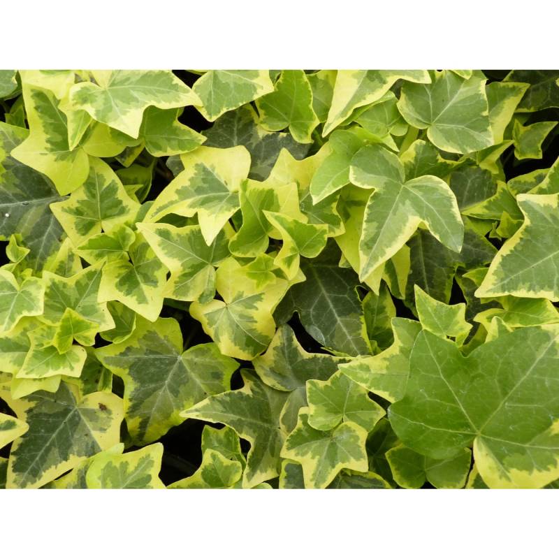 Efeu Gold Child Topf-Ø ca. 9 cm Hedera helix von Helix