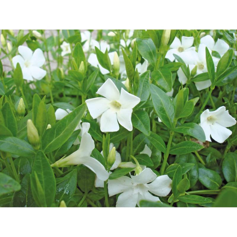Immergrün Alba Weiß Topf-Ø ca. 13 cm Vinca minor Immergrün Alba Weiß Topf-Ø ca. 13 cm Vinca minor von Helix