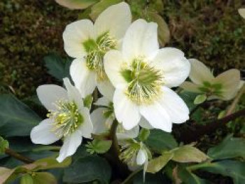 Frühblühende Garten Christrose 'Praecox', Helleborus niger 'Praecox', Topfware von Helleborus niger 'Praecox'