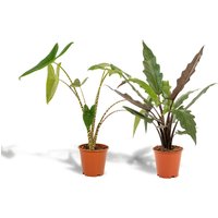 Hello Plants | Set mit 2 Alocasias - Zebrina & Lauterbachiana von Hello Plants