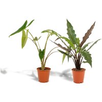 Hello Plants | Set mit 2 Alocasias - Zebrina & Lauterbachiana Hello Plants | Set mit 2 Alocasias - Zebrina & Lauterbachiana von Hello Plants