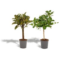 Hello Plants | Set mit 2 Ficus - Elastica & Benghalensis Hello Plants | Set mit 2 Ficus - Elastica & Benghalensis von Hello Plants