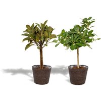 Hello Plants | 2er-Set Ficus im Korb - Elastica & Benghalensis von Hello Plants